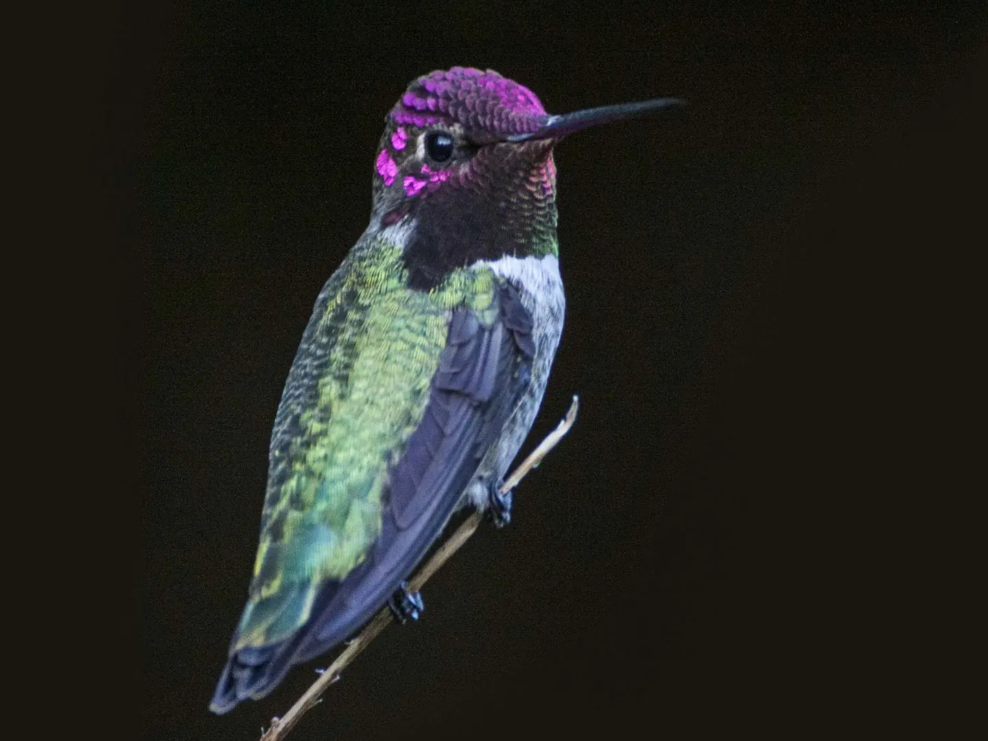 Un colibrí posado en una rama, sobre fondo oscuro