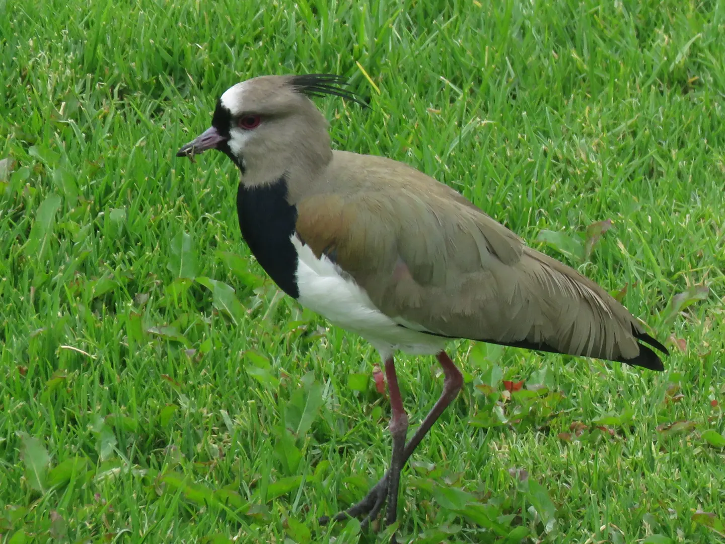 Un tero parado en el pasto
